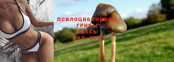 стаф Осинники